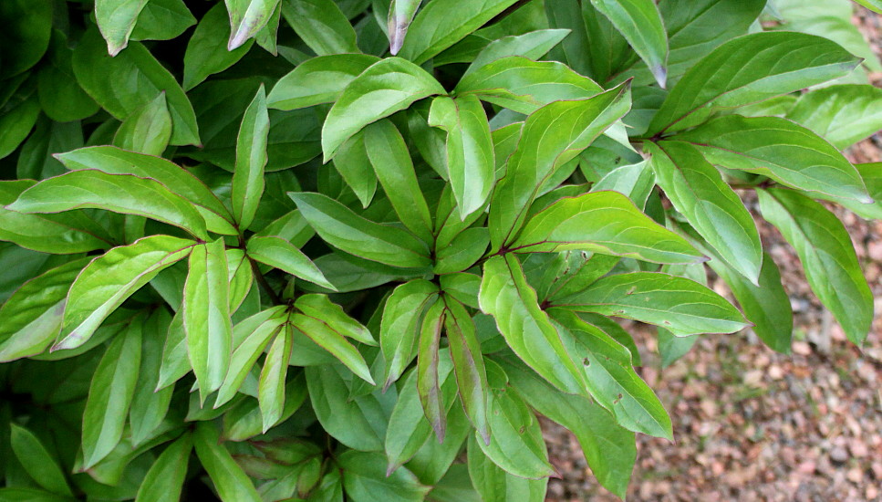 Image of Paeonia lactiflora specimen.