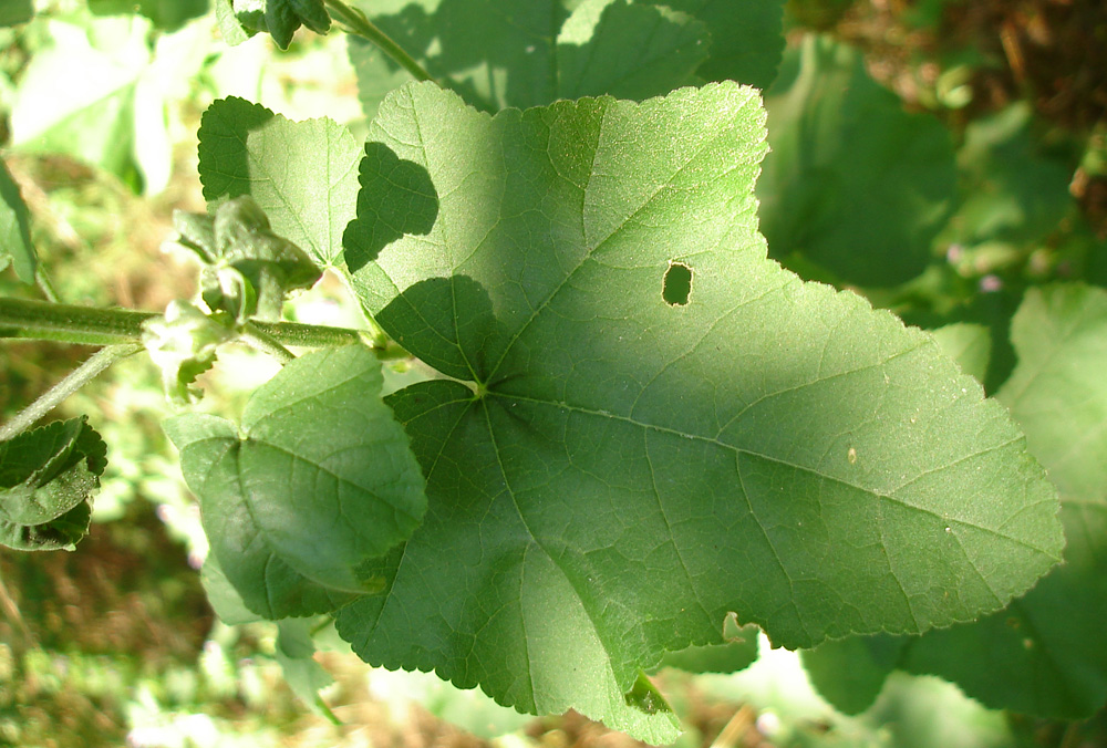 Image of Malva thuringiaca specimen.