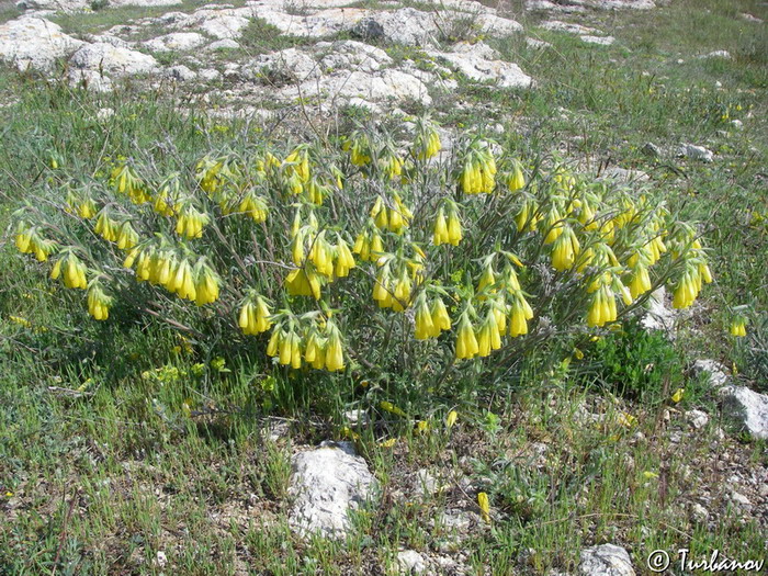Image of Onosma taurica specimen.