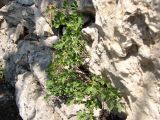 Hippocrepis emeroides