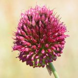 Allium sphaerocephalon