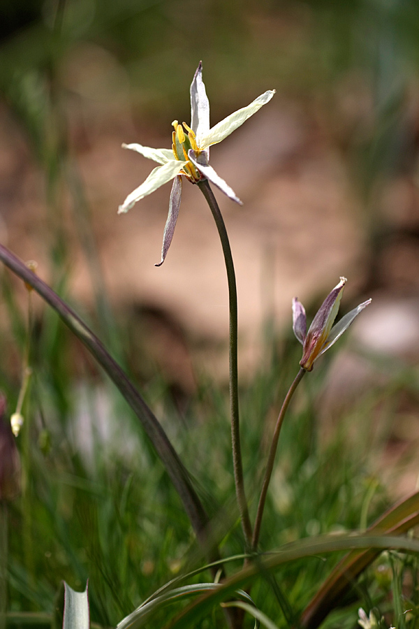 Image of Tulipa bifloriformis specimen.