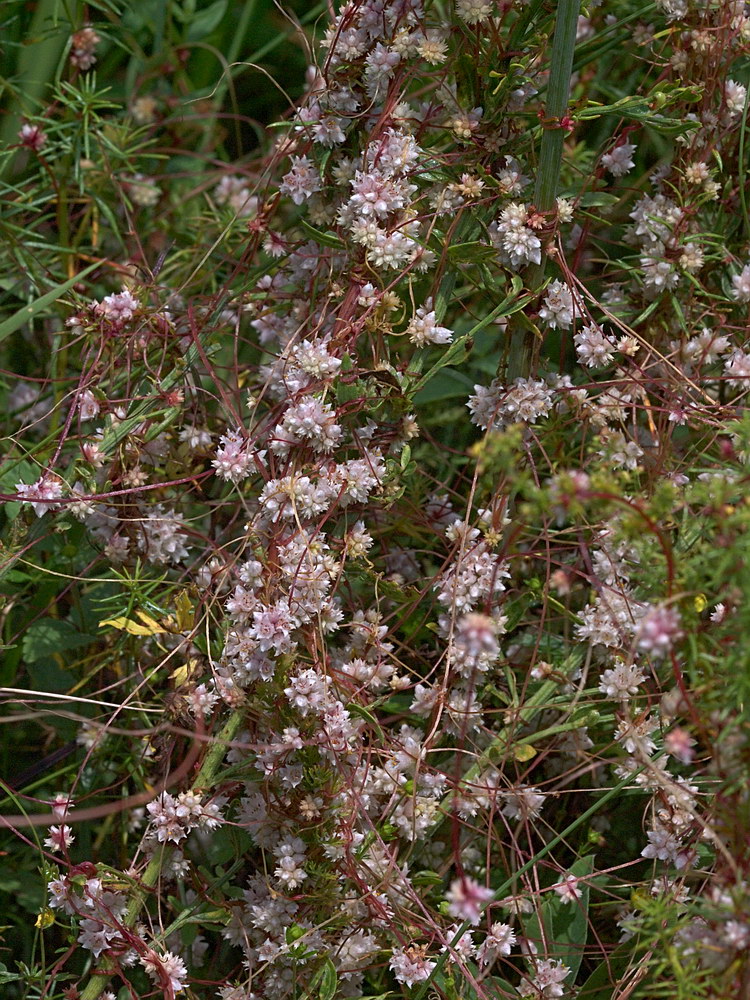 Изображение особи Cuscuta epithymum.