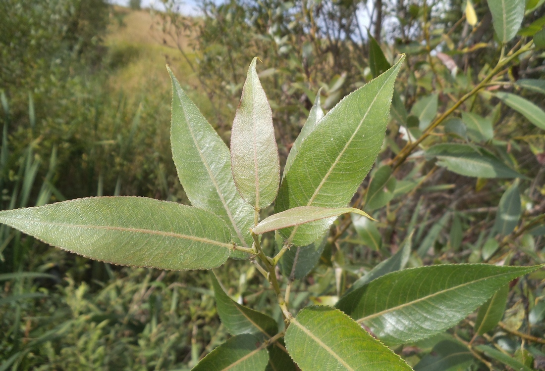 Изображение особи Salix &times; lispoclados.