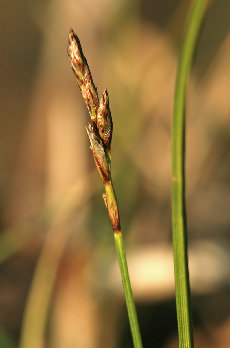 Изображение особи Carex praecox.