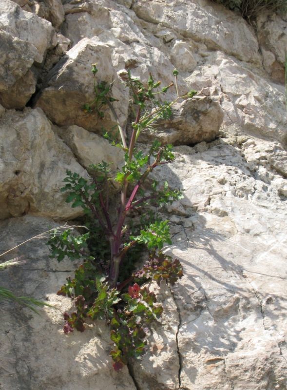 Image of Sonchus oleraceus specimen.