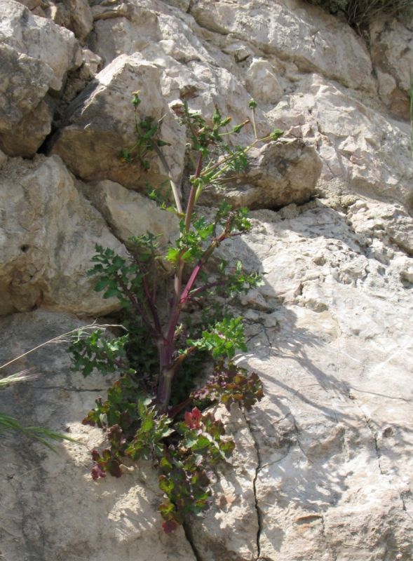 Изображение особи Sonchus oleraceus.