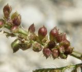 Echinochloa crus-galli. Часть веточки соплодия. Черноморское побережье Кавказа, щель Прасковеевская, русло реки Джанхот. 24.08.2013.