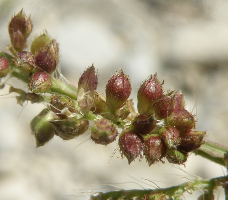 Изображение особи Echinochloa crus-galli.