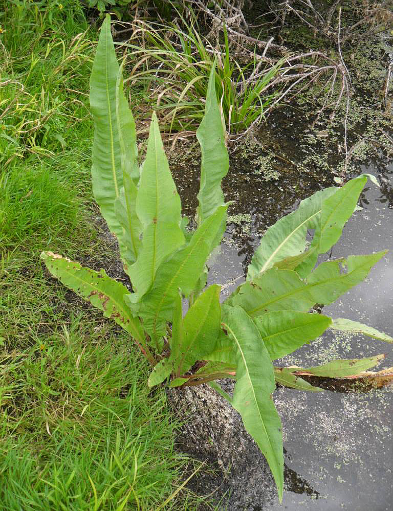 Image of Rumex hydrolapathum specimen.