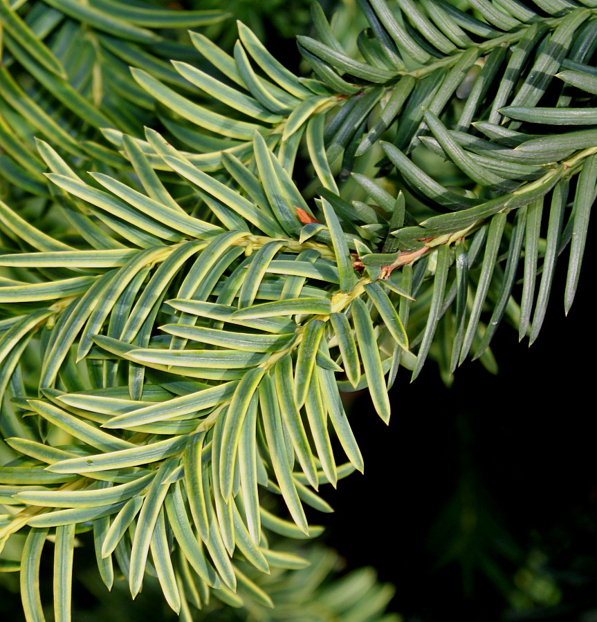 Image of Taxus baccata specimen.