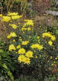 Chrysanthemum indicum