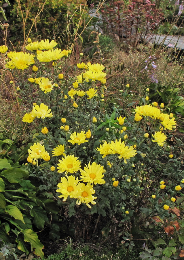 Image of Chrysanthemum indicum specimen.