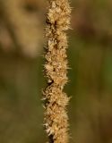 Amaranthus palmeri