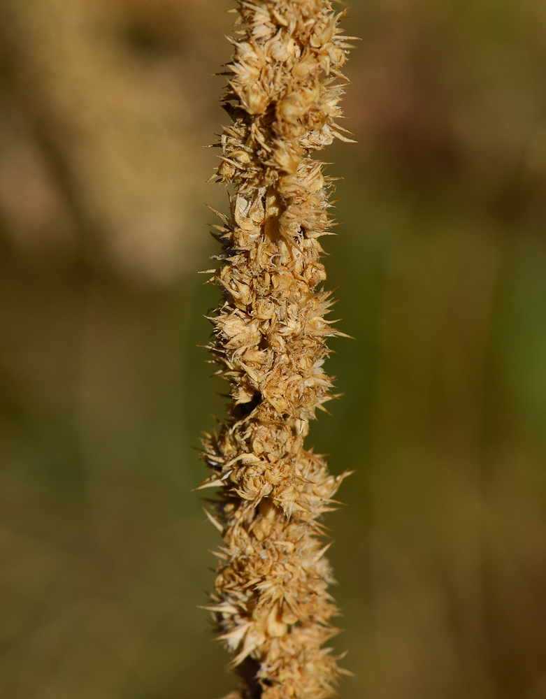 Изображение особи Amaranthus palmeri.