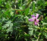 Erodium cicutarium