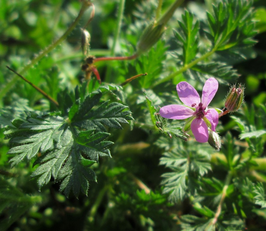 Изображение особи Erodium cicutarium.