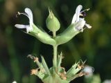 Salvia macrosiphon