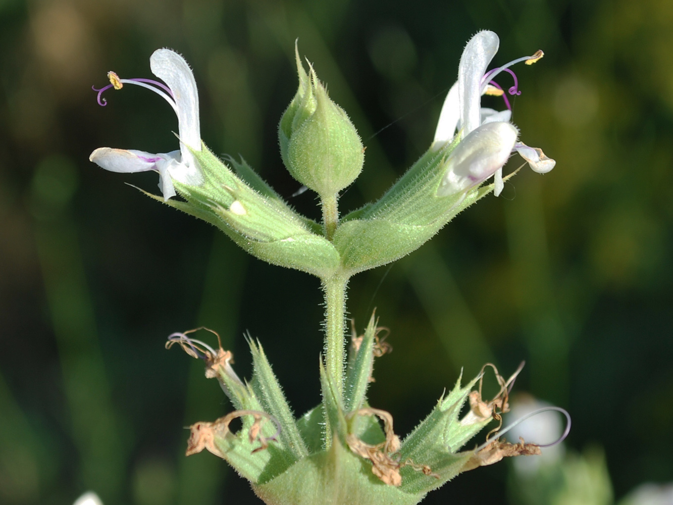 Image of Salvia macrosiphon specimen.