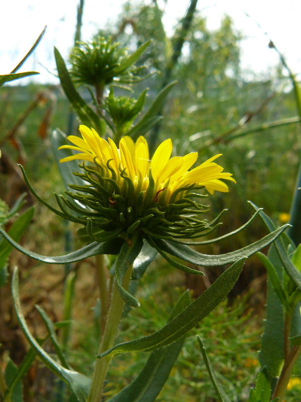 Image of Grindelia squarrosa specimen.