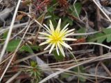 genus Taraxacum