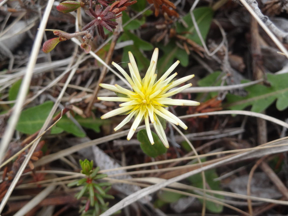 Изображение особи род Taraxacum.