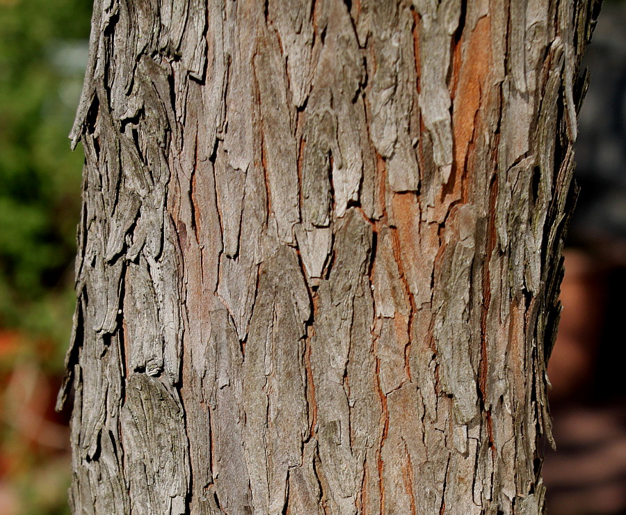 Image of Arbutus unedo specimen.