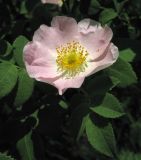 genus Rosa