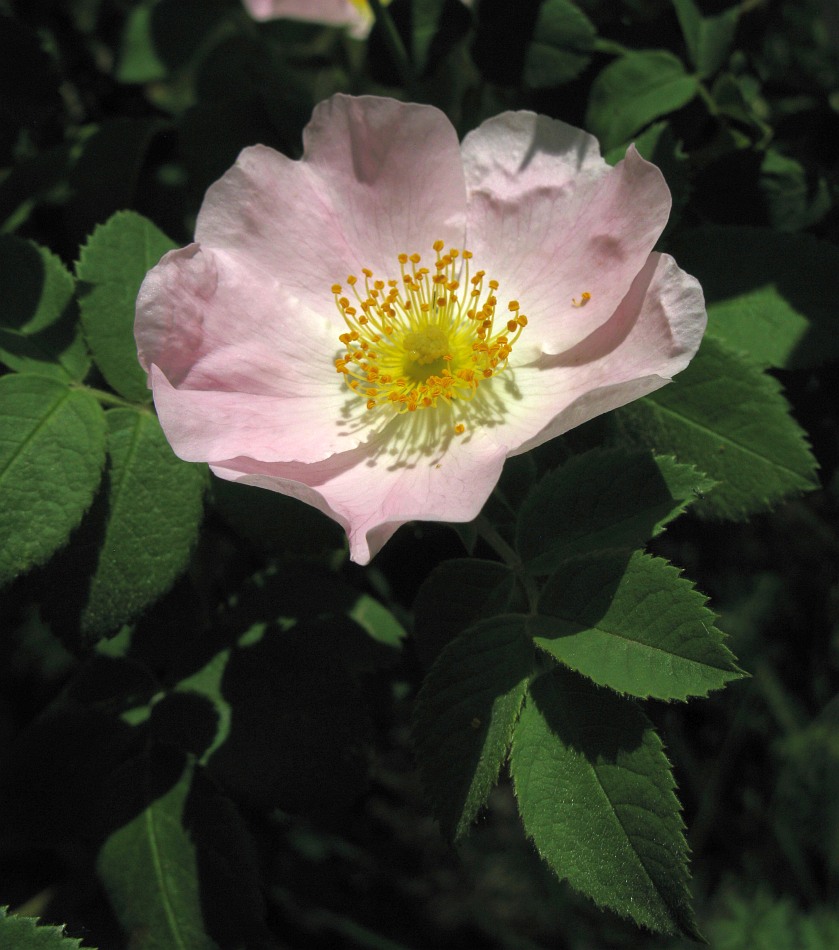 Image of genus Rosa specimen.