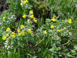 Thermopsis alpina