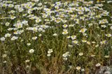 genus Anthemis. Цветущие растения. Крым, Севастополь, окр. пос. Любимовка. 5 июня 2013 г.