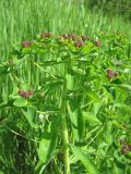 Euphorbia pilosa