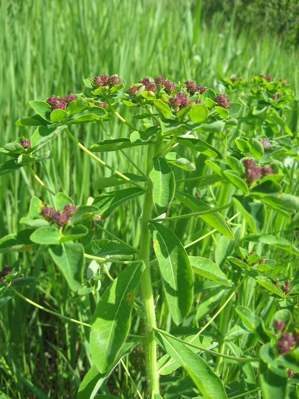 Изображение особи Euphorbia pilosa.