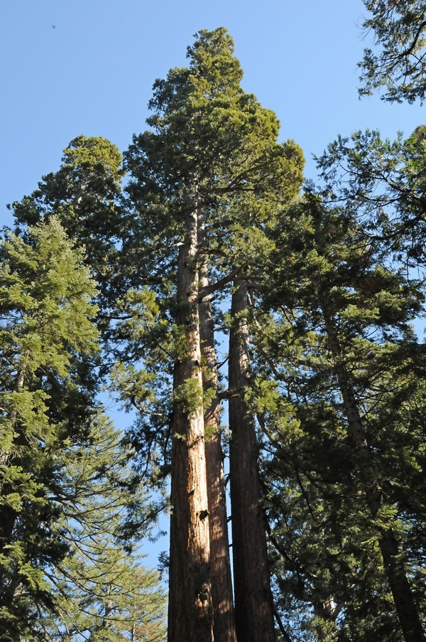 Изображение особи Sequoiadendron giganteum.