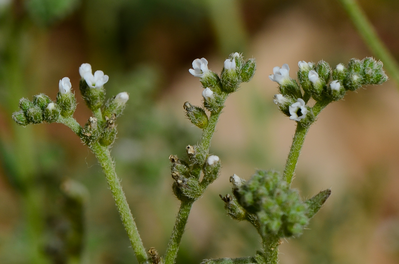 Изображение особи Heliotropium bacciferum.