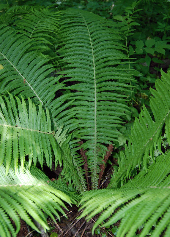 Image of Matteuccia struthiopteris specimen.