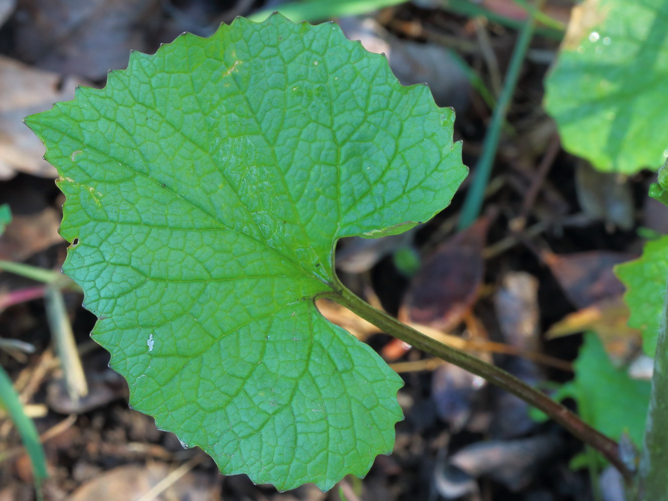 Image of Alliaria petiolata specimen.