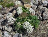 Kitagawia eryngiifolia. Цветущее растение. Приморье, Сихотэ-Алинь, гора Абрек. 16.08.2012.
