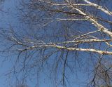 Betula variety jacquemontii