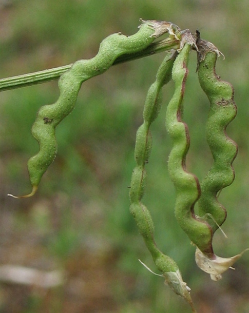 Изображение особи Hippocrepis comosa.