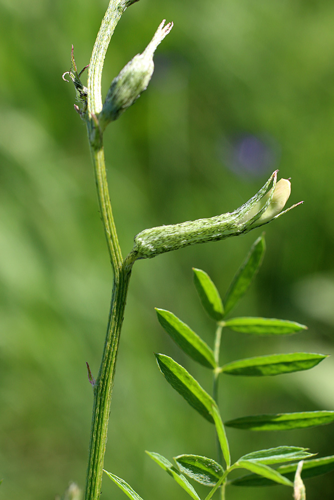 Изображение особи Astragalus angreni.