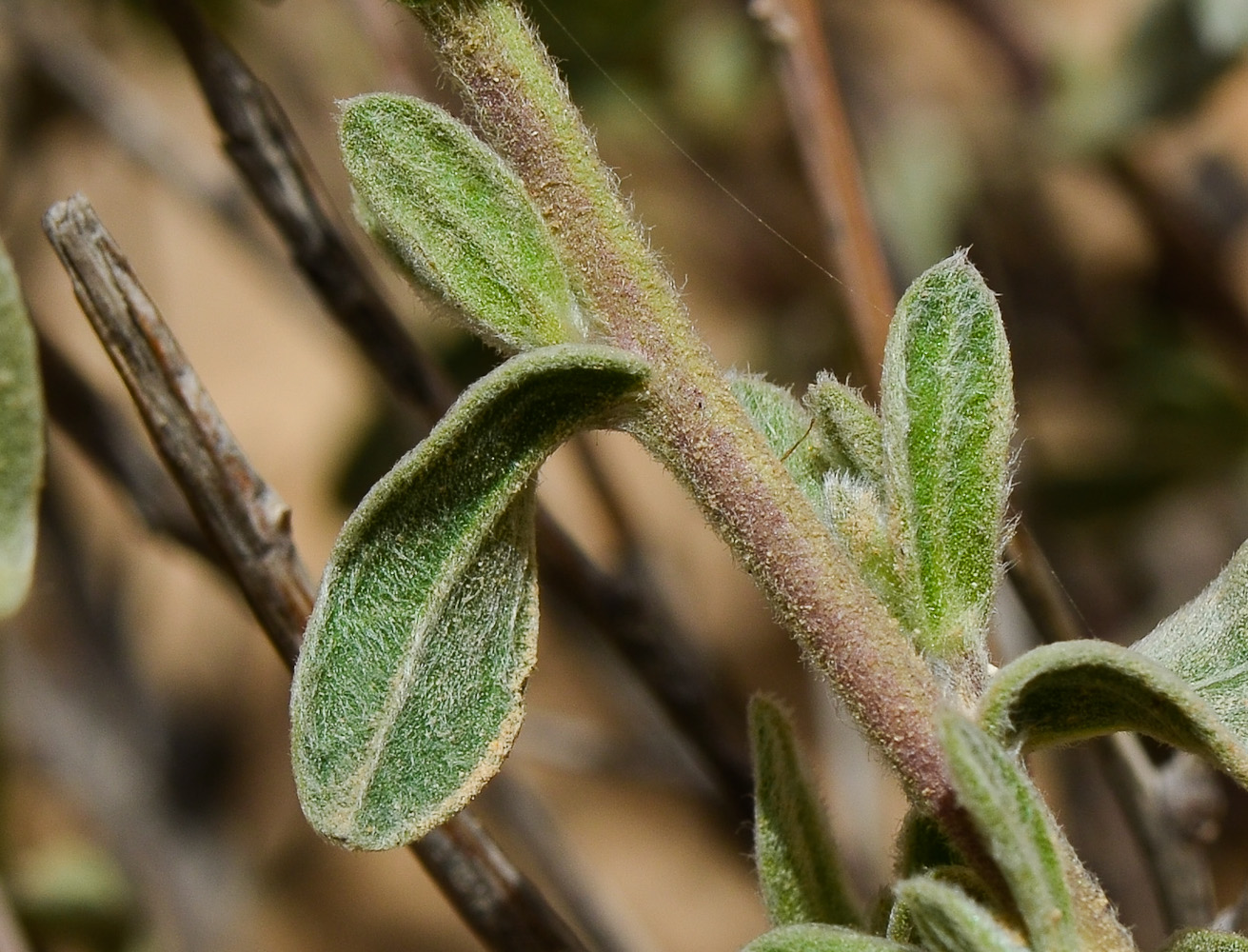 Изображение особи Chiliadenus iphionoides.