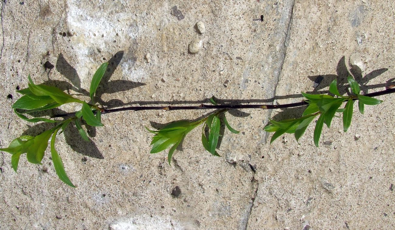 Image of genus Salix specimen.