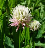 Trifolium ambiguum. Соцветие. Ставропольский край, г. Кисловодск, парк, обочина тропинки (43°53′41,39″ с.ш., 42°44′13,52″ в.д.). 30.05.2014.