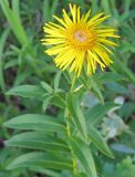 Inula salicina