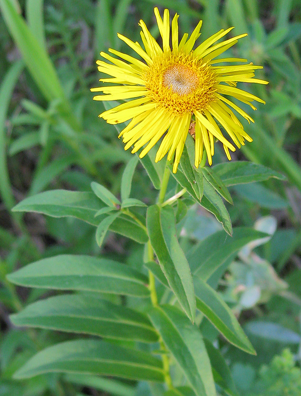 Изображение особи Inula salicina.