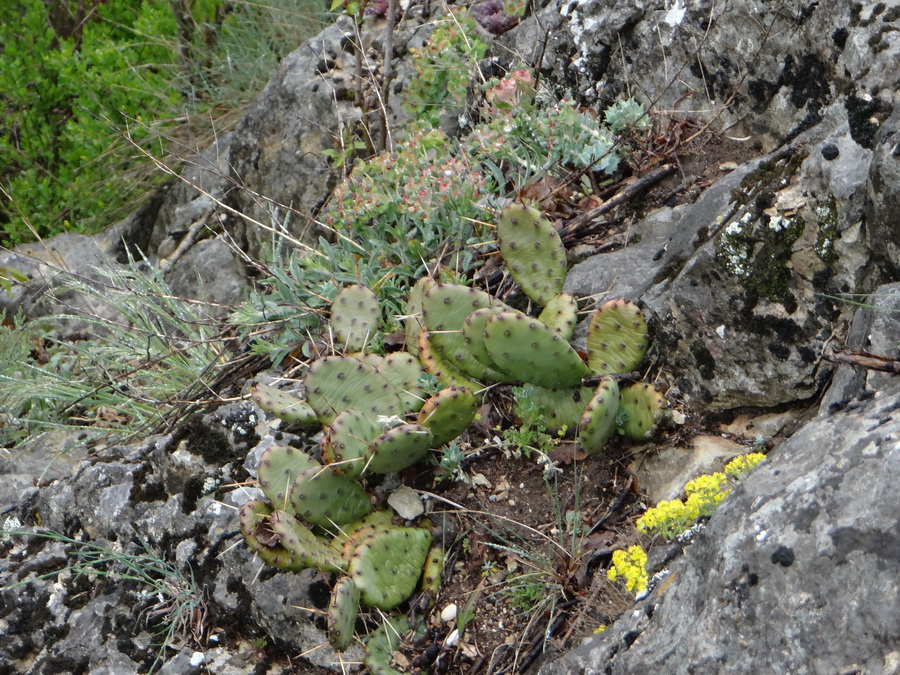 Image of Opuntia humifusa specimen.