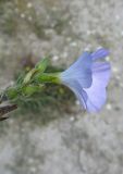 Linum lanuginosum. Цветок. Крым, окр. Феодосии, Баракольская долина, среди виноградников. 27 июня 2014 г.