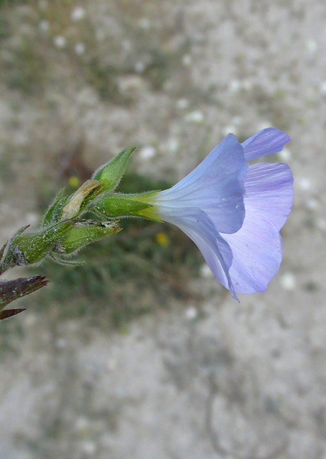 Изображение особи Linum lanuginosum.