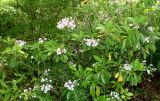 Kalmia latifolia